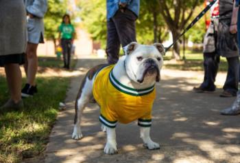 bulldog in a jersey on a vibrant campus walkway