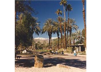 palm trees with mountains in the background