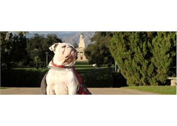 bulldog in front of campus building