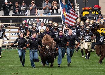 mascot buffalo running with handlers across football field