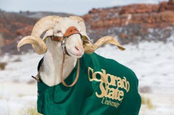 ram in 'colorado state university' gear with snowy background