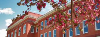 blossoming tree in front of a red brick building