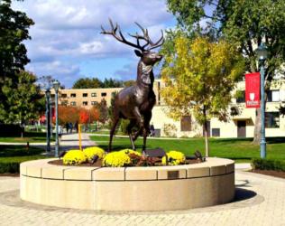 bronze stag statue in a campus courtyard