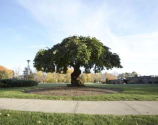 lone tree in a campus courtyard