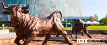 bronze bull statues in front of building with 'usf university of south florida' text