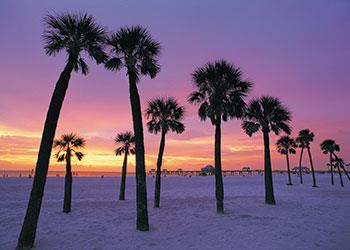 sunset view behind palm trees at a beach