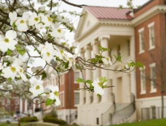 blossoming tree in the foreground of a historic building