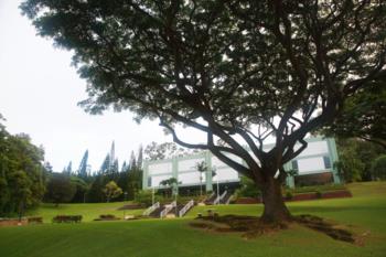 lush campus lawn with large tree