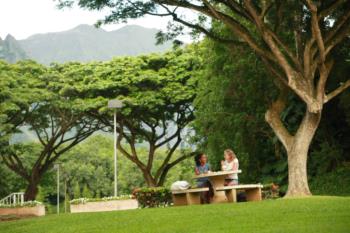 students studying under tree