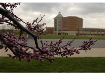 budding tree branches with building in background