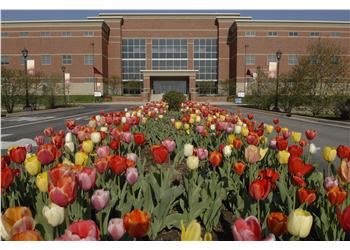 colorful tulips in front of a campus building