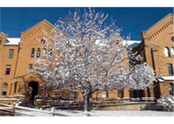 snow-covered tree in front of brick building