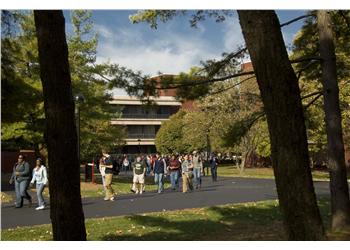 students walking on a tree-lined path