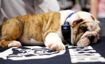 bulldog pup on 'butler' branded table