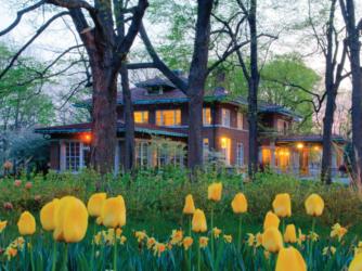 house amidst trees with lit windows behind yellow tulips