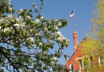 apple blossoms in focus with flag and building in background