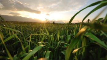 sunrise over a lush green field with mountains