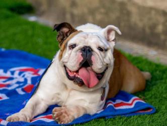 bulldog on mat with 'louisiana tech' logo