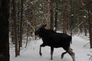 moose walking through a snowy forest