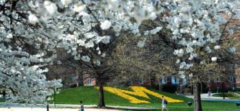 campus lawn with blooming trees and 'M' floral arrangement