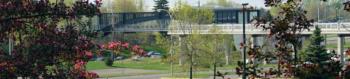 walkway over a road among spring foliage