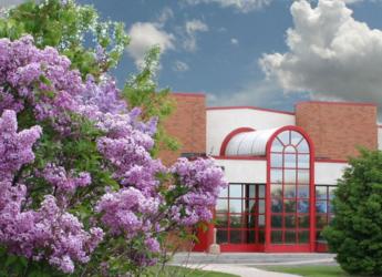 lilac blooms in foreground of a building with large arched windows