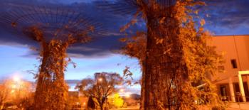 illuminated trees at dusk outside a building