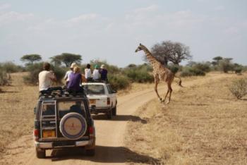 tourists in safari vehicles observing a giraffe