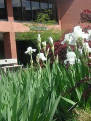 close-up of white irises with a building behind