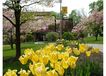 flowering trees and yellow tulips near campus sign