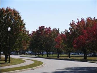 tree-lined street with autumn colors