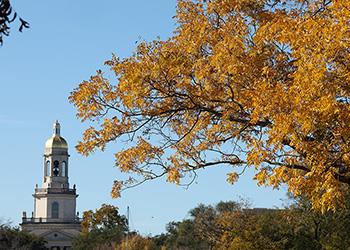 autumn leaves in front of a tower