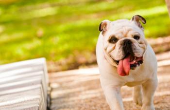 bulldog walking on a path