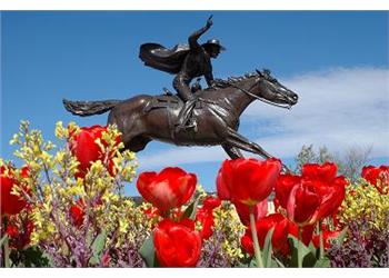 statue of a horse rider, blue sky and red tulips