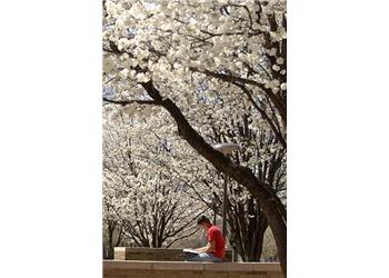 student studying under blooming white trees