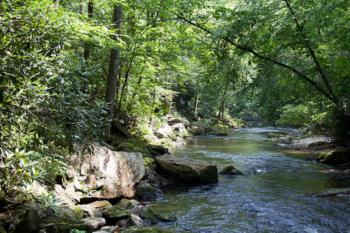 forest stream among trees