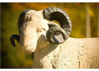 close-up of a ram statue