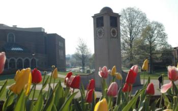 tulips in foreground with clock tower behind