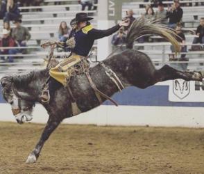 rodeo action with horse and rider