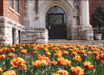 arched doorway and tulips in bloom