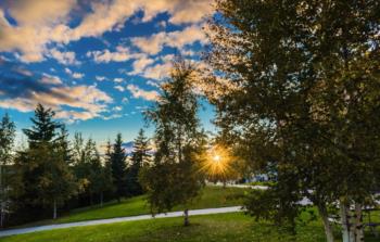 sunset through trees with walking path